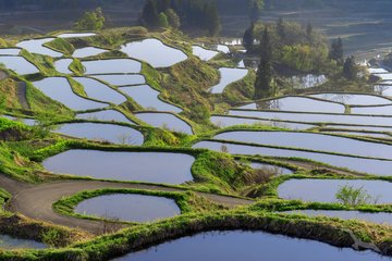 Niigata, Reisterassen