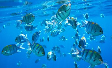 Fischschwarm im Meer