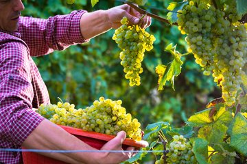 Weintrauben, Italien