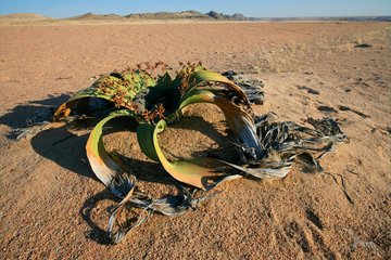 Welwitschia Mirabilis, Namibia