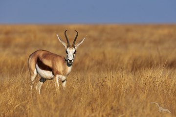 Springbok in der Savanne