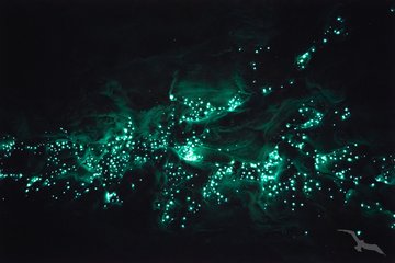 Glühwürmchen in einer Tropfsteinhöhle