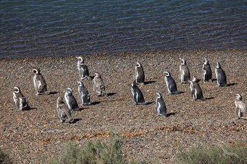 Pinguine am Wasser in Punta Tombo in Argentinien