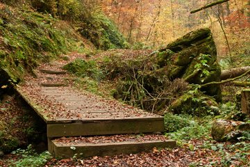 Pfad durch den Wald der 