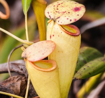 Tropische Kannenpflanze