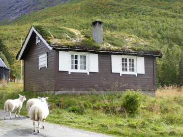 Schafherde auf der Fahrt zum Trollstigen