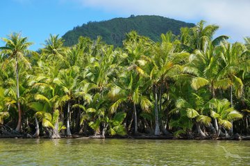 Kokosnusspalmen auf der Insel Huahine