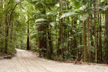 Sandweg durch den Regenwald Fraser Islands, Australien