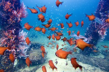 Busselton, Unterwasserwelt
