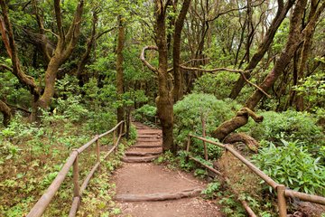 Weg durch den Park von Garajonay, La Gomera, Kanarische Inseln