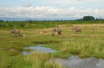 Elefanten im Kaizaranga-Nationalpark, Indien