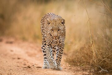 Leopard in Südafrika