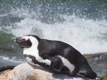 Pinguine in Südafrika