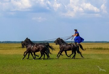 Puszta Pferdeshow, Ungarn