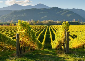 Weinberge in Marlborough, Neuseeland