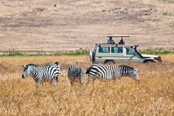 Zebras in der Savanne