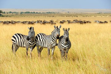 Zebras in der Savanne
