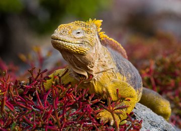 Leguan