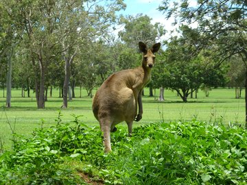 Känguru, Australien
