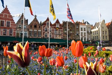 Tulpenpracht am Marktplatz in Brügge, Belgien