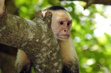 Weißkopf-Kapuzineraffe im Tropenwald
