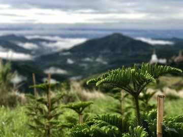Hochland der Norfolkinsel, Australien