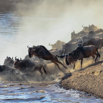 Gnus ueberqueren Fluss, Kenia