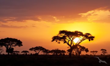 Sonnenuntergang in Masai Mara, Kenia