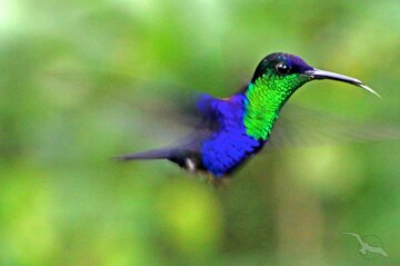 Kolibri in Costa Rica