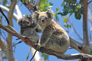 Koalas im Baum, Australien