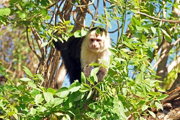 Kapuzineraffe in der Natur