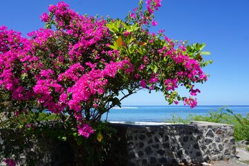 Bougainvillea Pflanze