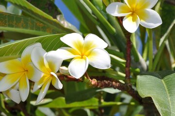 Frangipani Pflanze