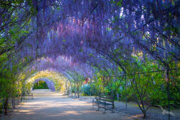 Botanischer Garten, Adelaide