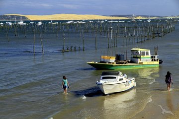 Arcachon, Austernfarm
