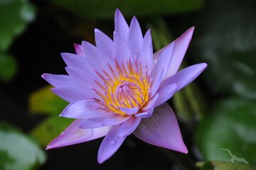 Tropische Blütenpracht