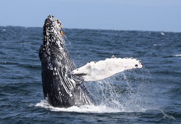 Buckelwal in seinem natürlichen Lebensraum