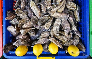 Frische Austern