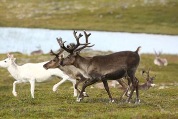 Landschaftsfahrt zum Polar-Park