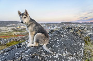 Grönlandhund