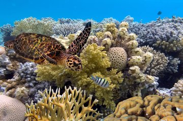 Tier- und Pflanzenwelt im Great Barrier Reef, Australien