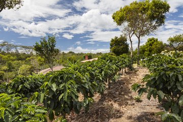 Kaffeeplantage in Costa Rica