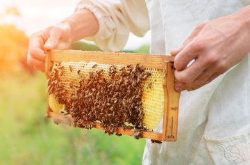 Honigbienen