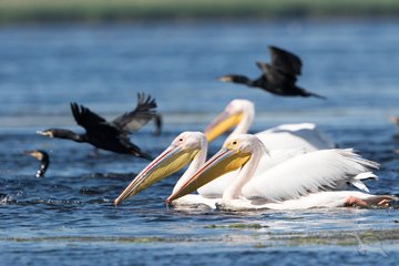 Pelikane im Donaudelta