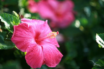Hibiskus