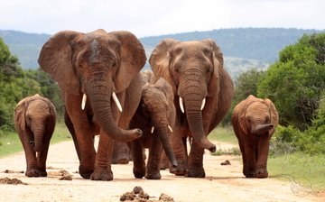Addo-Elefanten-Nationalpark, Suedafrika