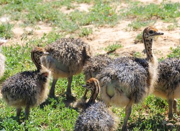 Kleine Vogelsträuße