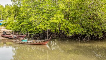 Mangroven Langkawi, Malaysia