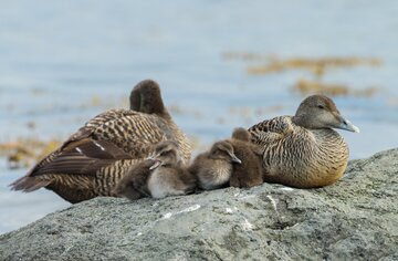 Eiderenten-Familie