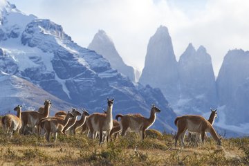 Lamas im Magallanes Nationalpark, Chile